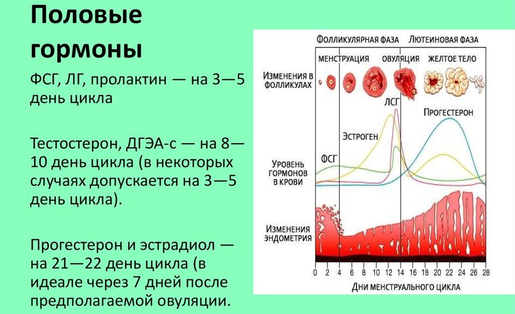 эстрадиол когда сдавать на какой день цикла